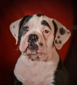 满冠体育团队成员